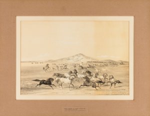 Wild Horses at Play - nr. 3 autorstwa George Catlin