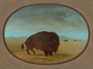 Ranny Byk Buffalo, 18611869. autorstwa George Catlin