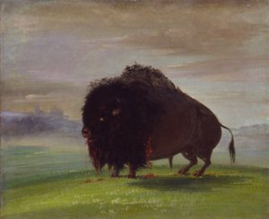 Ranny bizon, przelewający krew nad preriami autorstwa George Catlin