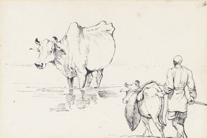 Badania bydła indyjskiego (pióro i atrament na papierze) autorstwa George Chinnery