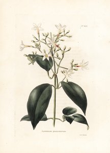 Jasmin (Jasminum paniculatum) - litografia George