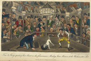 „Tom i Jerry wypowiadają się na temat fenomenu Monkey, Jacco, Maccaco w pit Westminster”. Walka psów, „Życie w Londynie itd.”, Pierce Egan autorstwa George Cruikshank