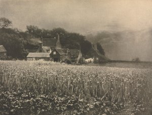 Praca kamery: Pole cebuli - 1890