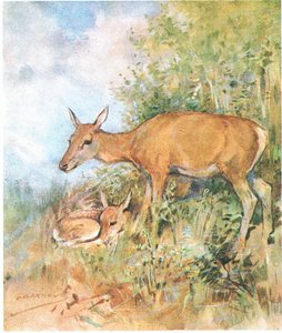 Zawsze miała dla niego wygodne łóżko w trawie lub paproci (kolor lito) autorstwa George Denholm Armour
