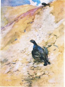 Blackcock bardzo cieszył się kąpielą, strzepując pióra i trzepocząc skrzydłami (kolor lito)