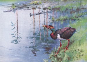  autorstwa George Edward Lodge