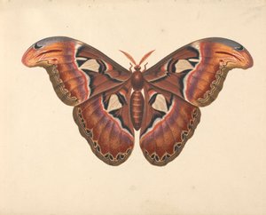 Ćma Atlasa autorstwa George Edwards