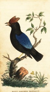 Manakin błękitnogrzbiety, Chiroxiphia pareola., 1800 (grawerowanie) autorstwa George Edwards