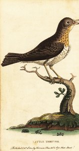 Drozd, turdus moll., 1800 (rycina) autorstwa George Edwards