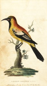 Kos wilga , Gymnomystax mexicanus. 1800 (grawerowanie) autorstwa George Edwards