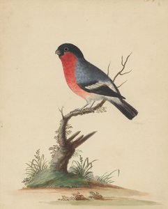 [Ptak o czerwonej piersi] autorstwa George Edwards