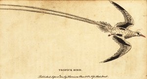 Zwrotnik czerwonodzioby , Phaethon aethereus., 1800 (grawerowanie) autorstwa George Edwards