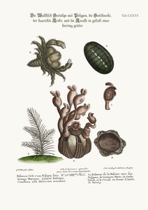 Balanus wieloryba z polipami, przystań Limax, włochaty krab i koralina w jodełkę, 1749-73