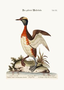 Dobchick uszaty lub rogaty, 1749-73