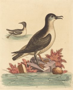 Guillemot i maskonur z wyspy Man autorstwa George Edwards