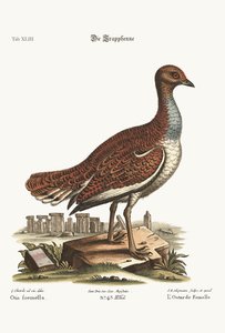 Drop z kury, 1749-73 autorstwa George Edwards
