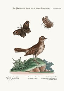 Lark z Pensylwanii i Brown Butterfly, 1749-73 autorstwa George Edwards