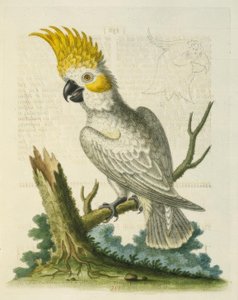 Mała biała kakadu z żółtym grzebieniem. / Le Petit Cacatua Blanc na Krecie Jaune autorstwa George Edwards