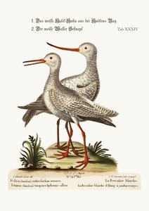 Biały Godwit z Zatoki Hudsona. Biała Czerwona Shank lub Pool-snipe, 1749-73