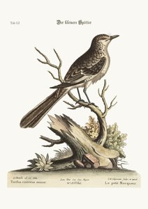 Mniejszy Mock-Bird, 1749-73