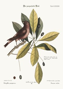 Fioletowy Finch, 1749-73