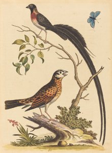Dwa ptaki, jeden z bardzo długimi ogonami i niebieski motyl, opublikowana w 1745 r. autorstwa George Edwards