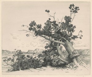 Pustynne Cedry, Nowy Meksyk autorstwa George Elbert Burr