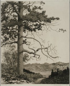 Old Pine, Estes Park autorstwa George Elbert Burr