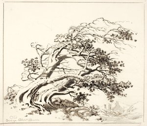 Szkic dla Pines in Wind, Estes Park autorstwa George Elbert Burr