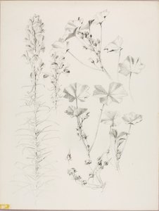 Bez tytułu (Studium botaniczne) autorstwa George Elbert Burr