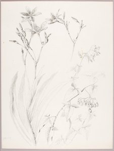 Bez tytułu (Studium botaniczne) autorstwa George Elbert Burr