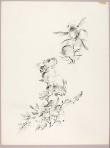 Bez tytułu (Gałęzie jabłoni) autorstwa George Elbert Burr