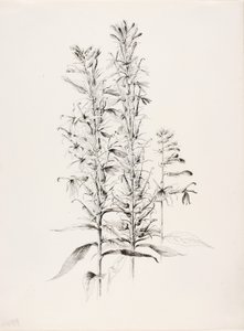 Bez tytułu (Kwiat kardynała, Lobelia Cardinalis) autorstwa George Elbert Burr