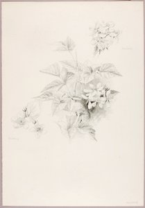 Bez tytułu (Dewberry i Blackberry) autorstwa George Elbert Burr