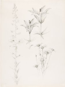 Bez tytułu (lilia, stokrotka, hibiskus) autorstwa George Elbert Burr