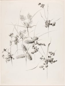 Bez tytułu (Trawy turzycowe) autorstwa George Elbert Burr