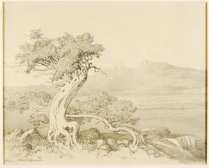 Bez tytułu (rysunek transferowy dla Old Cedars i Spanish Peaks) autorstwa George Elbert Burr