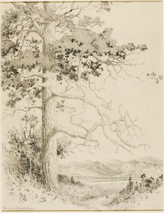 Bez tytułu (rysunek transferowy dla Old Pine, Estes Park) autorstwa George Elbert Burr