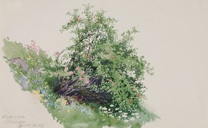 Dzika Róża, Pranie, 1898.