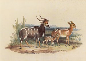Nyala autorstwa George French Angas