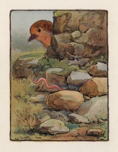 Robak (kolorowa litografia)