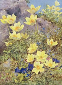 Anemone sulphurea i Gentiana excisa malowane bezpośrednio na polach pod koniec maja (kolorowa litografia)