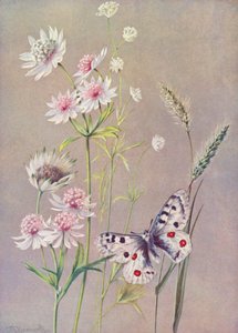 Astrantia major, A minor i motyl Apollo (kolorowa litografia)