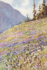 Pole Campanula rhomboidalis na Col de la Forclaz na początku lipca (kolorowa litografia)