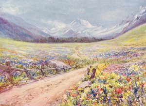 Czerwcowe łąki Salvia, Lychnis itp. w Val Ferret, tuż przed dotarciem do wioski Praz de Fort (kolorowa litografia)