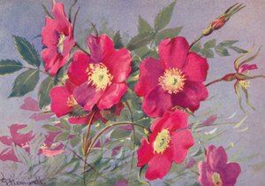 Rosa alpina, bezkolcowa eglantyna alpejska (kolorowa litografia)