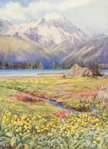 Górne pola Champex na początku czerwca, z Grand Combin w oddali (kolorowa litografia) autorstwa George Jackson Flemwell