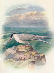 Rybitwa popielata - Sterna macrura, c1910, 1910 autorstwa George James Rankin