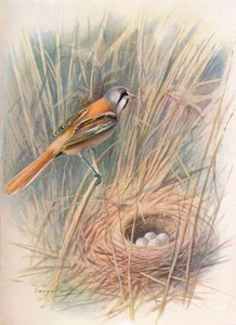 Sikora brodaty lub Reedling - Panurus biarmicus, c1910, 1910