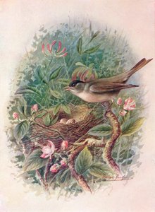 Kapturka - Sylvia atricapilla, c1910, 1910 autorstwa George James Rankin